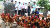Mô hình nuôi gà Ri vàng rơm thương phẩm trên địa bàn thị xã Chí Linh